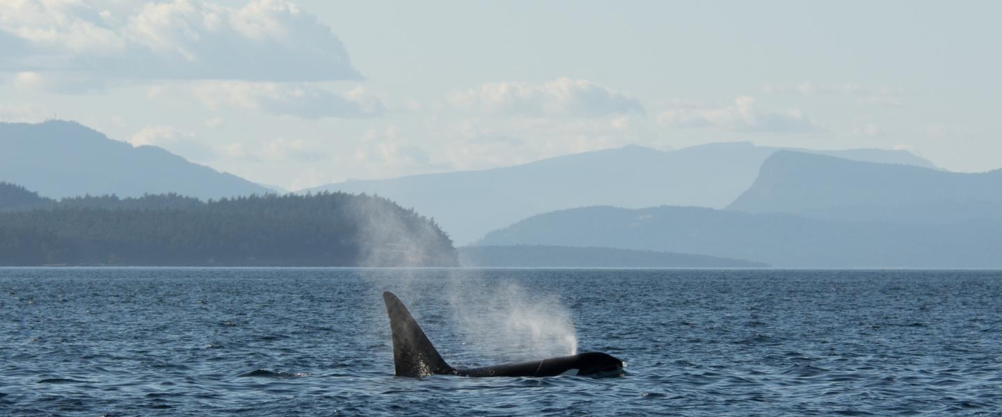 Transient Killer Whale T123A Transient Killer Whale T123A