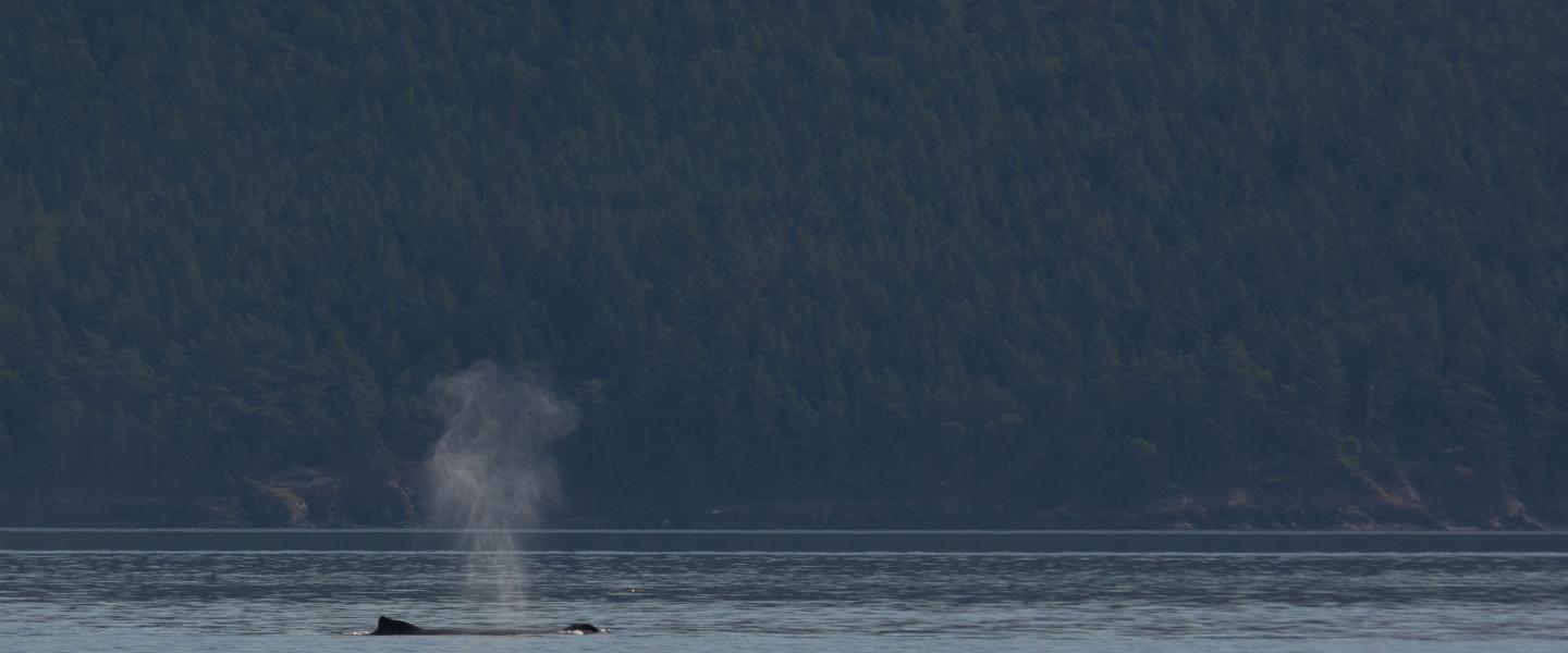Humpback whale exhalation Humpback whale exhalation