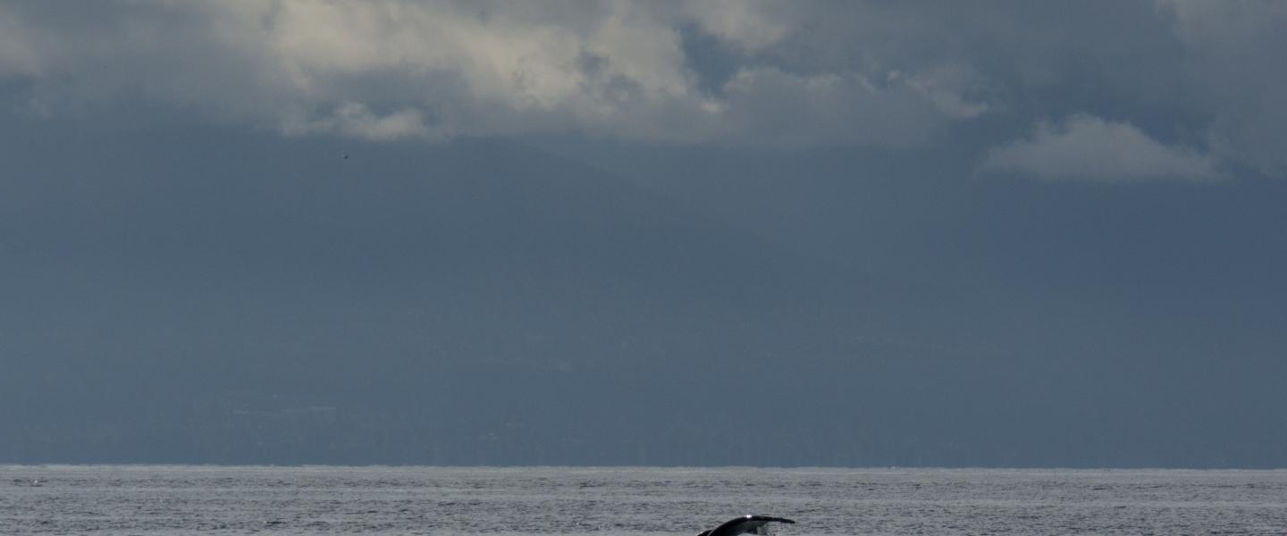 Humpback Whale Humpback Whale