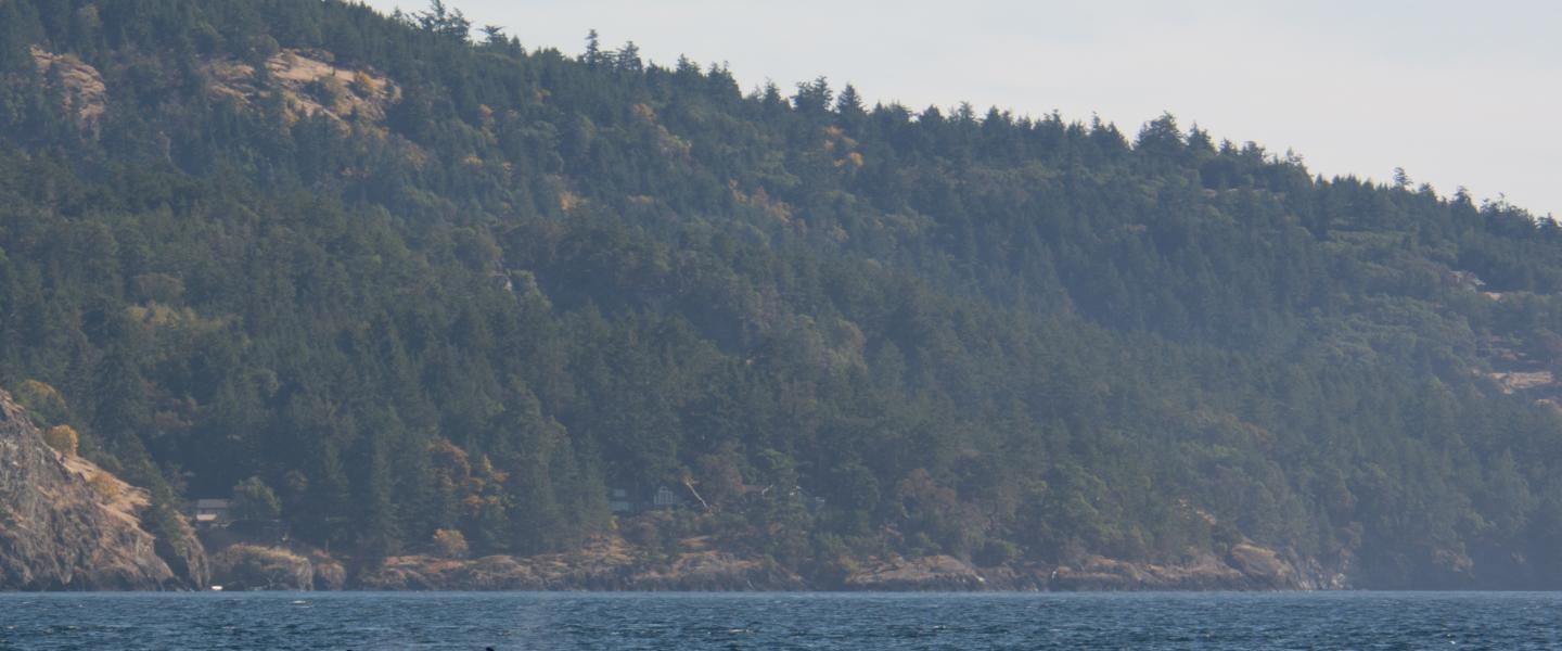 whaless whales