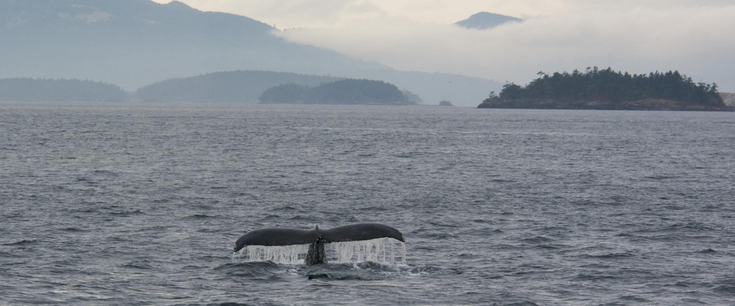 Humpback whale in autumn Humpback whale in autumn