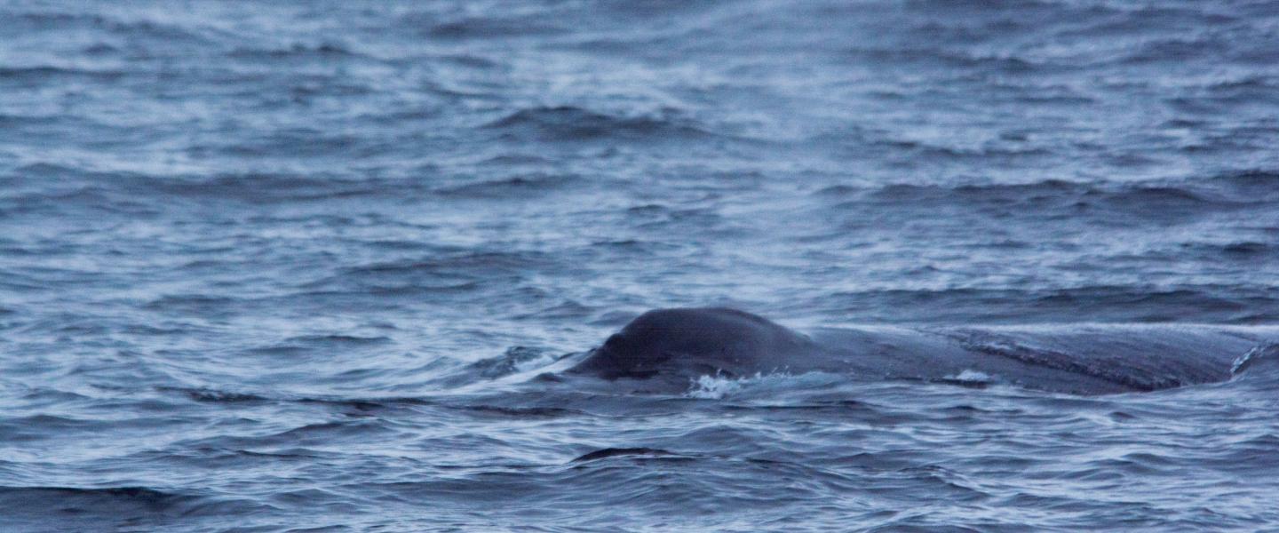 Humpback Whale Humpback Whale