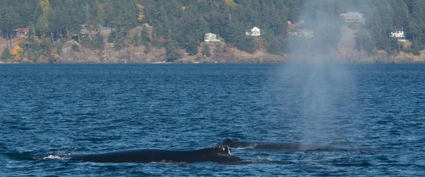 Two Humpbacks! Two Humpbacks!