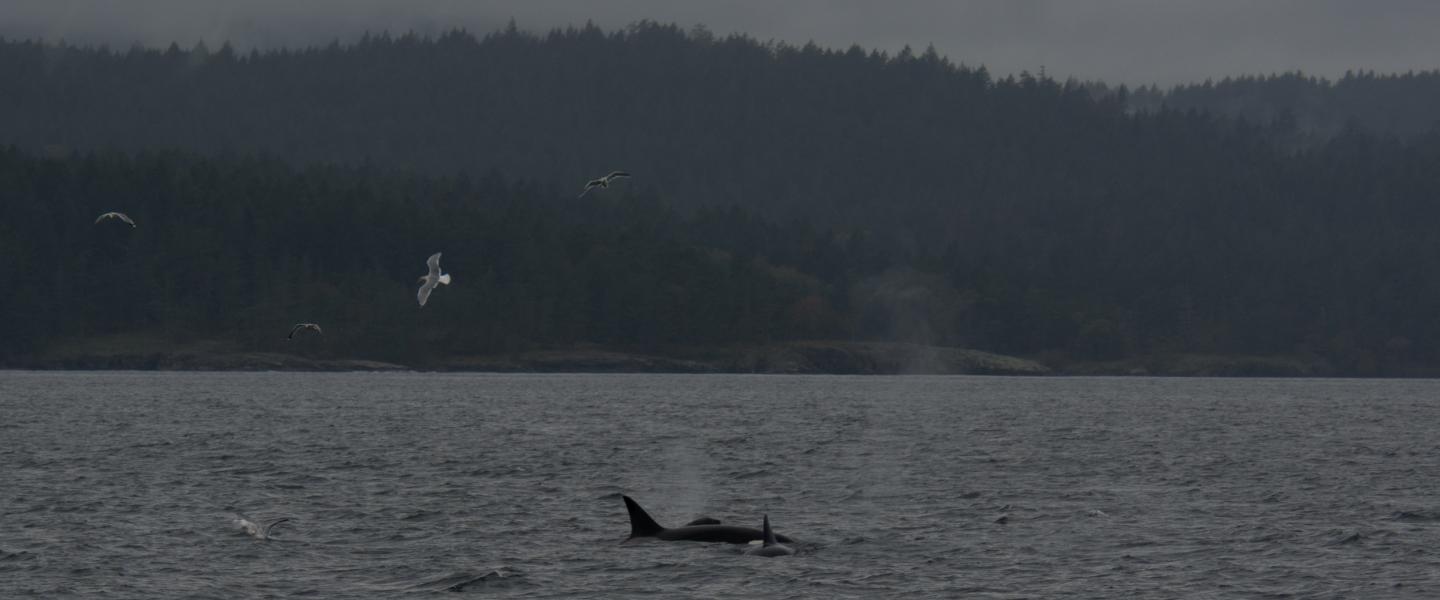 Orcas foraging Orcas foraging