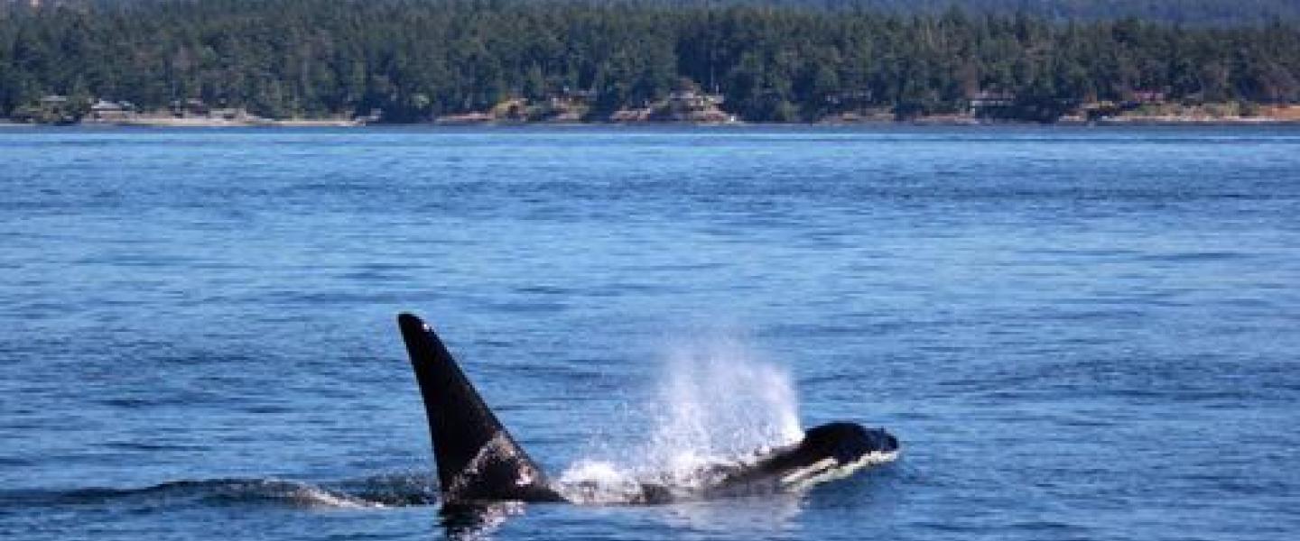 Resident Orcas near Henry Island Southern Resident Killer Whales in Haro Strait