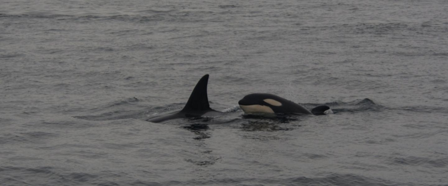 Bigg's killer whales killer whales