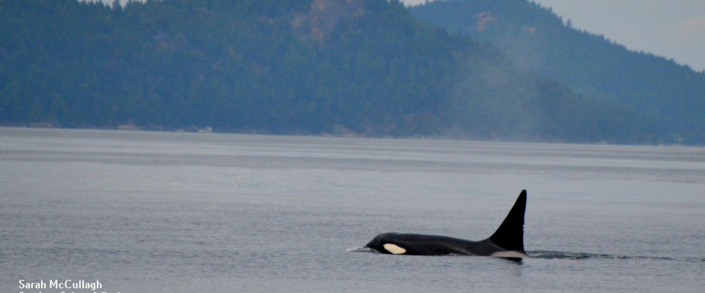 T077A Male killer whale T077A Male killer whale
