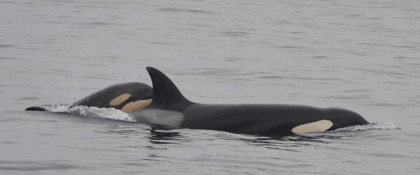 Bigg's killer whales Bigg's killer whales