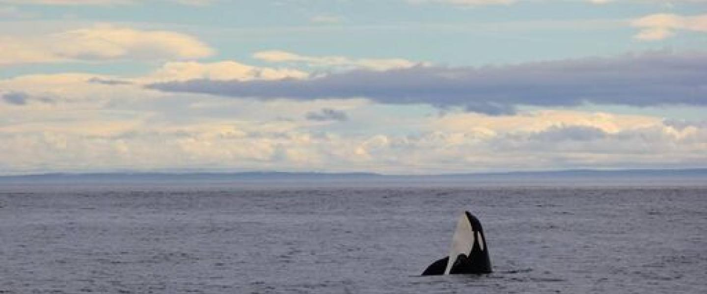 Lone Male Killer Whale Bigg's Killer Whale in the Salish Sea