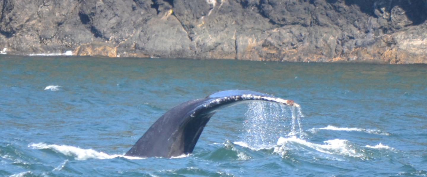Humpback Whale BCY0160 Heather