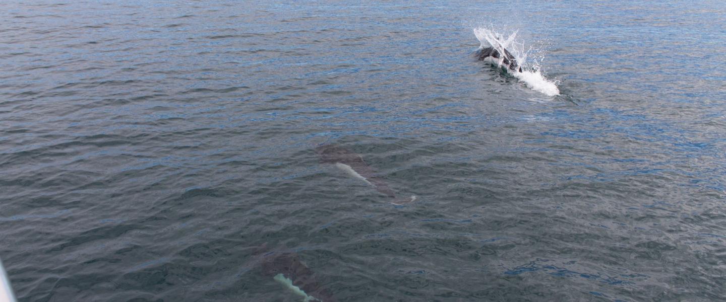 Surfing Porpoise Dall's Porpoise