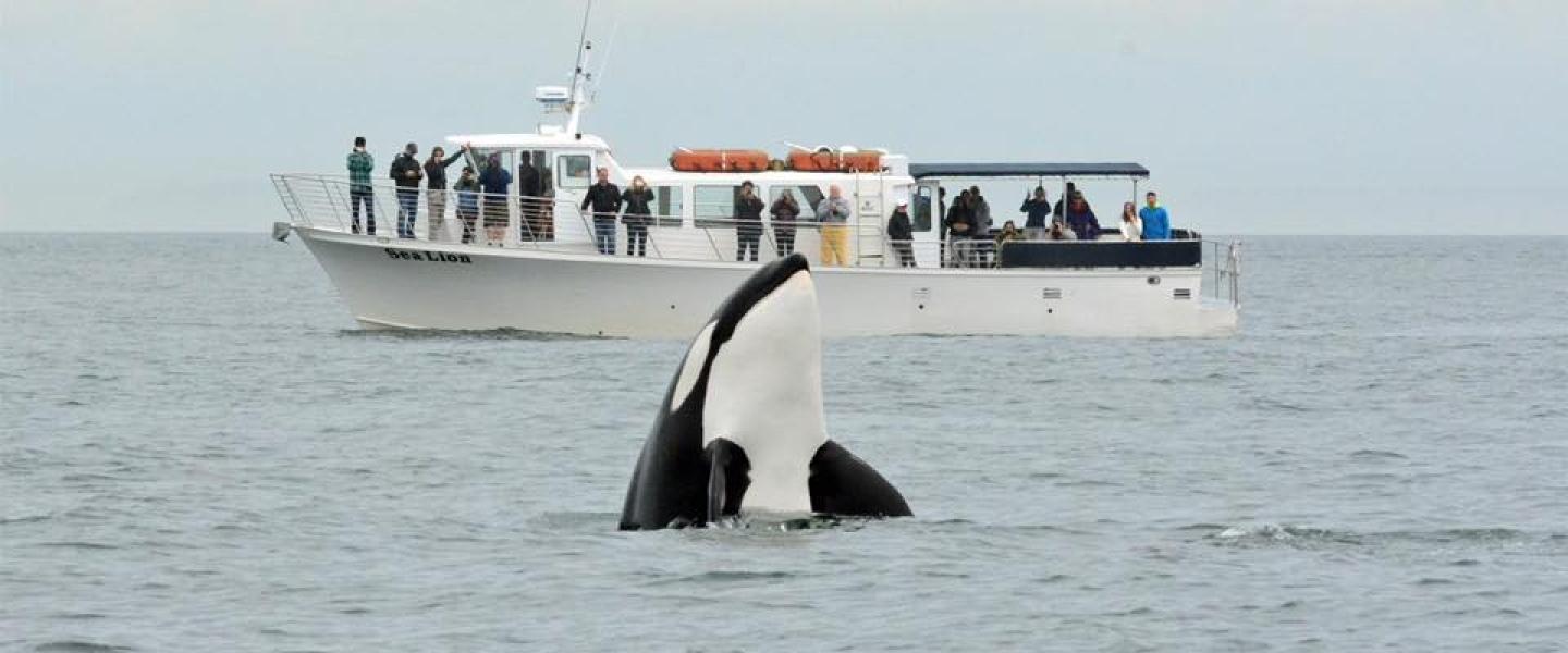Bigg's killer whale | Photo: Jeanne Hyde Bigg's killer whale | Photo: Jeanne Hyde