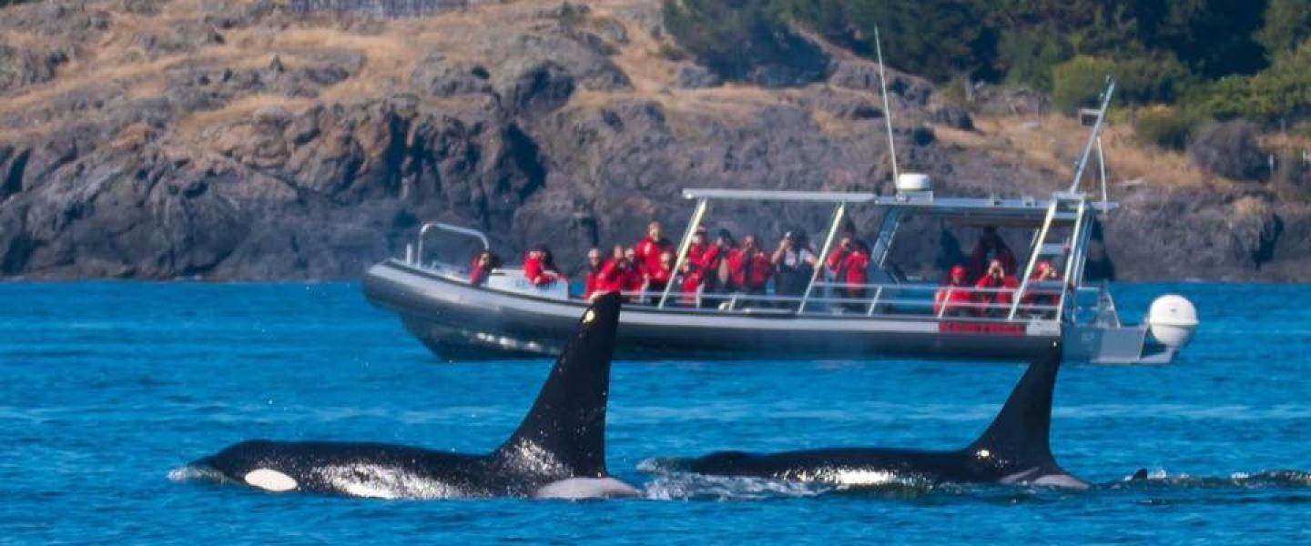 San Juan Island Transient Orcas Bigg's Killer Whales in Friday Harbor
