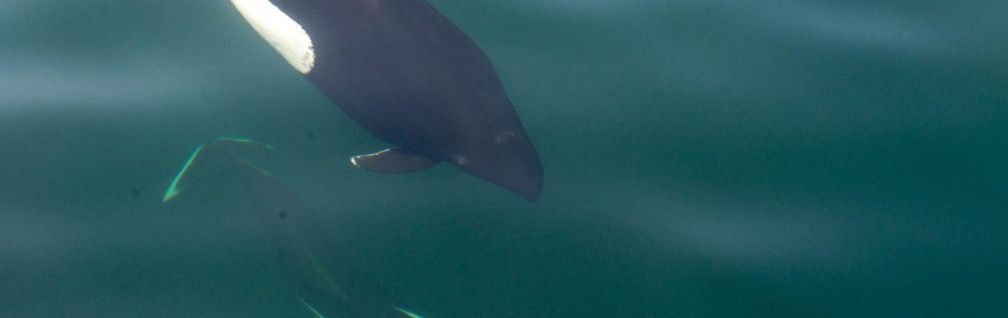 Dall's Porpoises in the Strait of Juan de Fuca