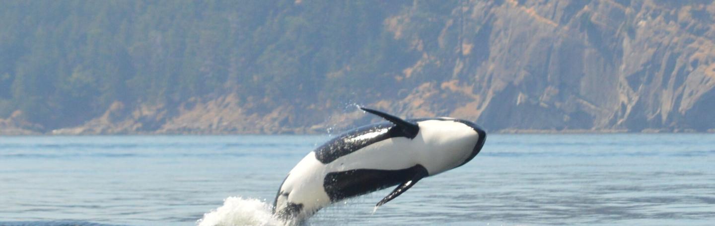 Bigg's Killer Whales Breaching!