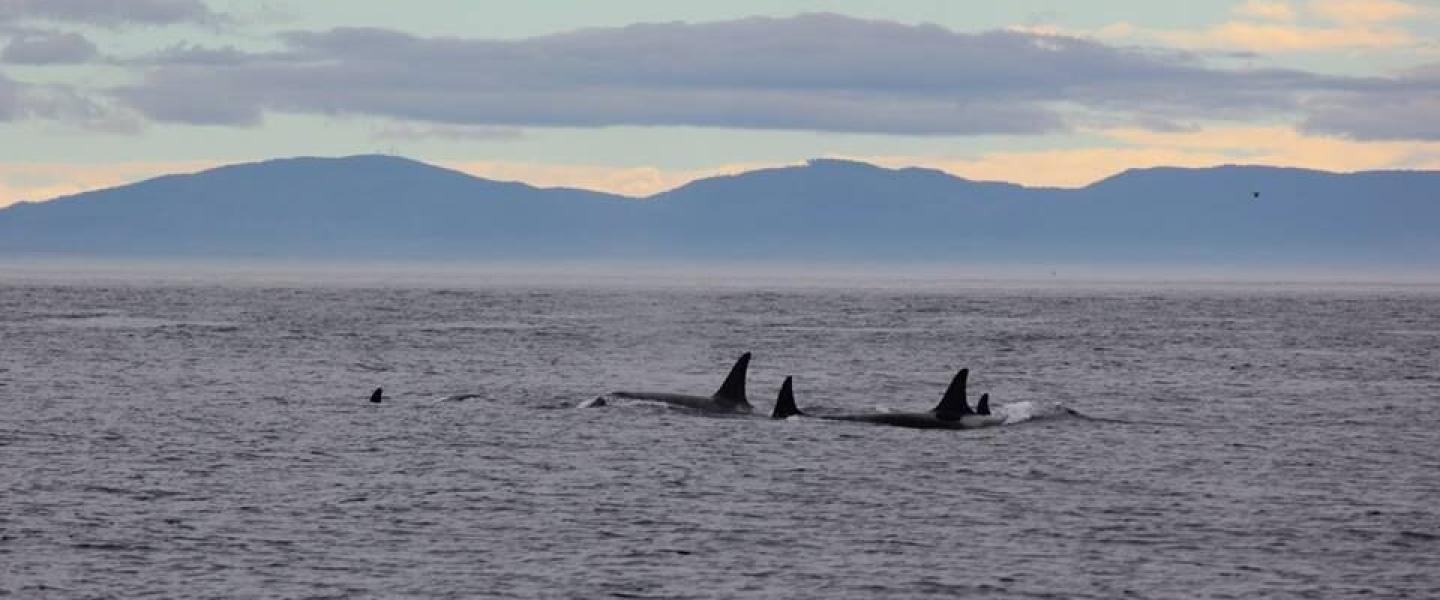 Orcas in the Salish Sea Bigg's Killer Whales near San Juan Island