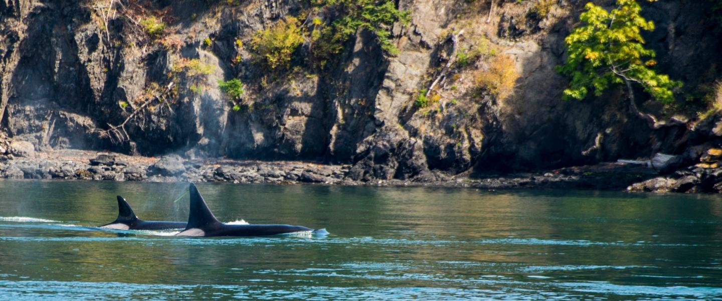 Orcas in San Juan Channel Bigg's Killer Whales in Friday Harbor