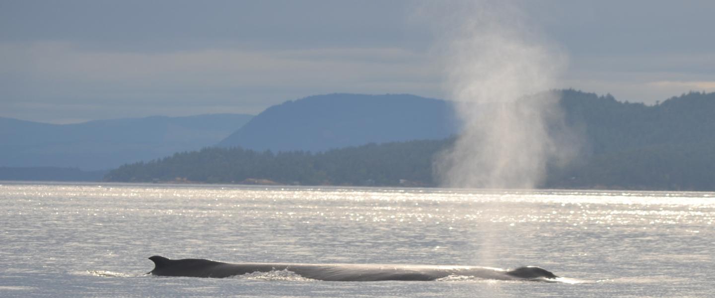 San Juan Safaris Humpback Whale