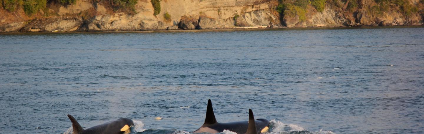 Bigg's Killer Whales Travel to Friday Harbor