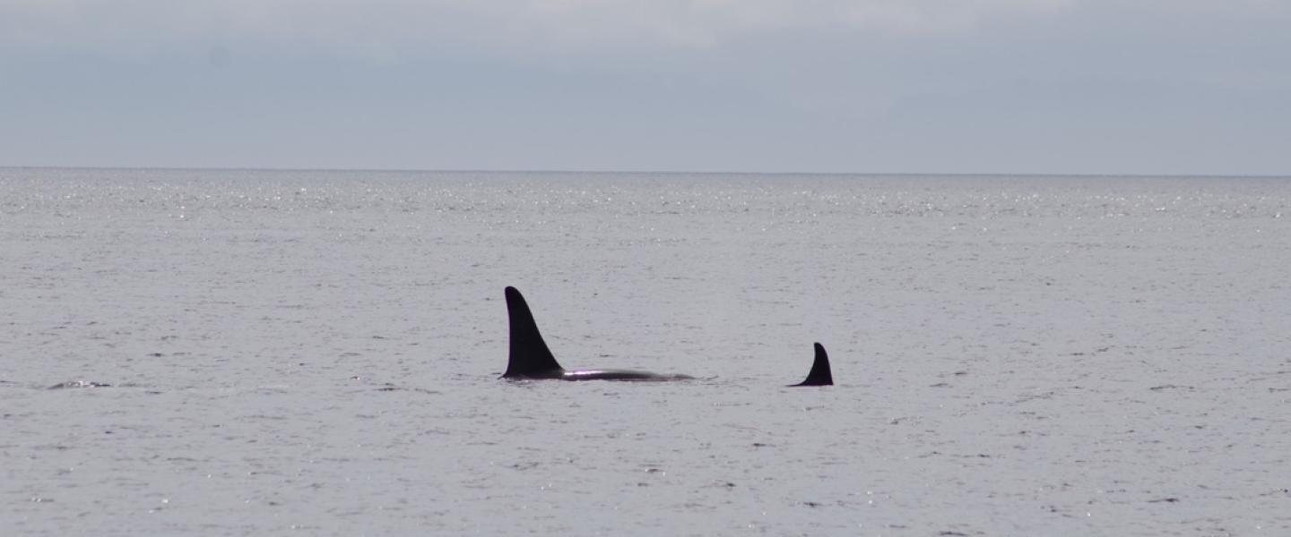 J pod Orcas Southern Resident Orcas