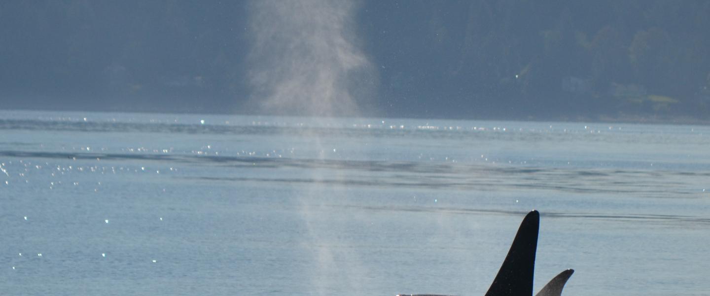 Killer whales at the surface Orcas Surfacing