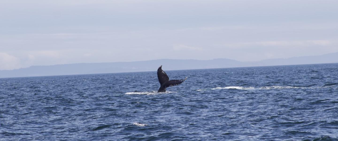Humpback Whale Tail lobs Humpback Whale