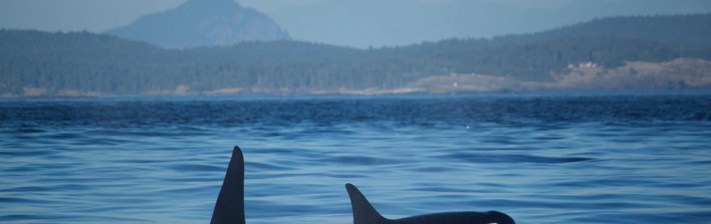 Bigg’s Killer Whales Rosario Strait