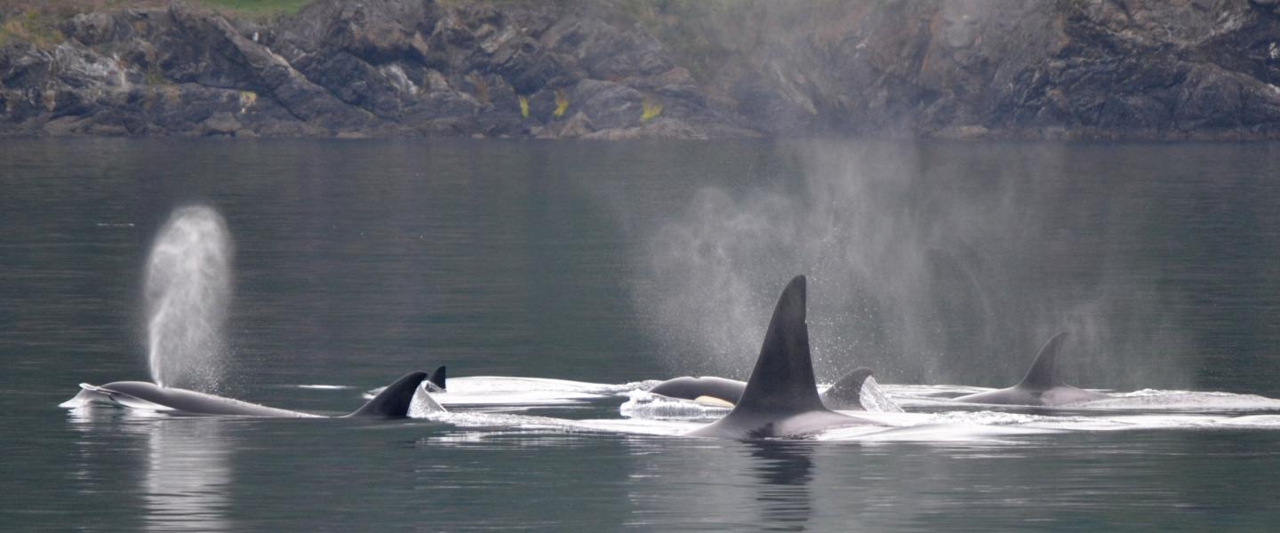 Killer Whales in the Salish Sea Bigg's Killer Whales in the San Juan Islands