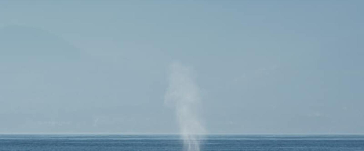 Humpback whale Humpback whale