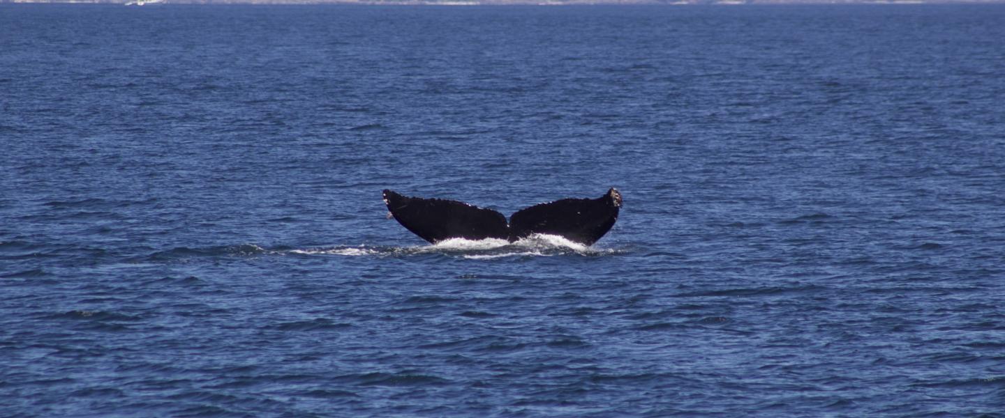Humpback Whale traveling in Haro Strait Humpback Whale