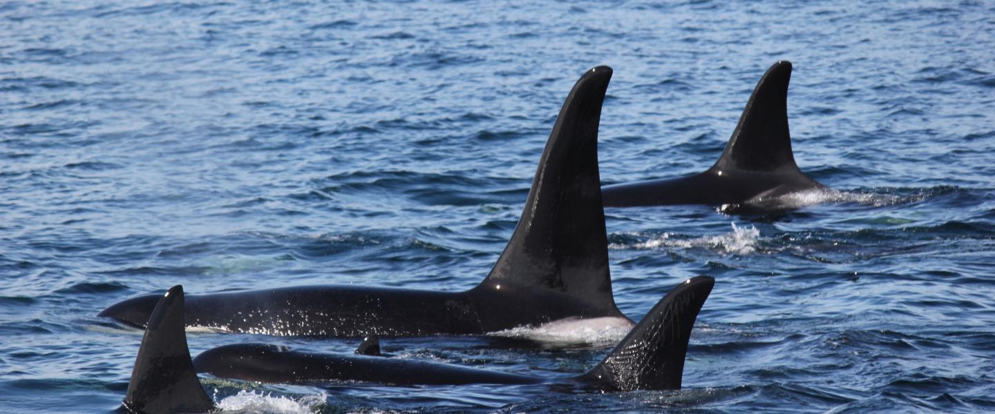 Orcas in the Salish Sea Bigg's Killer Whales in Canadian Waters