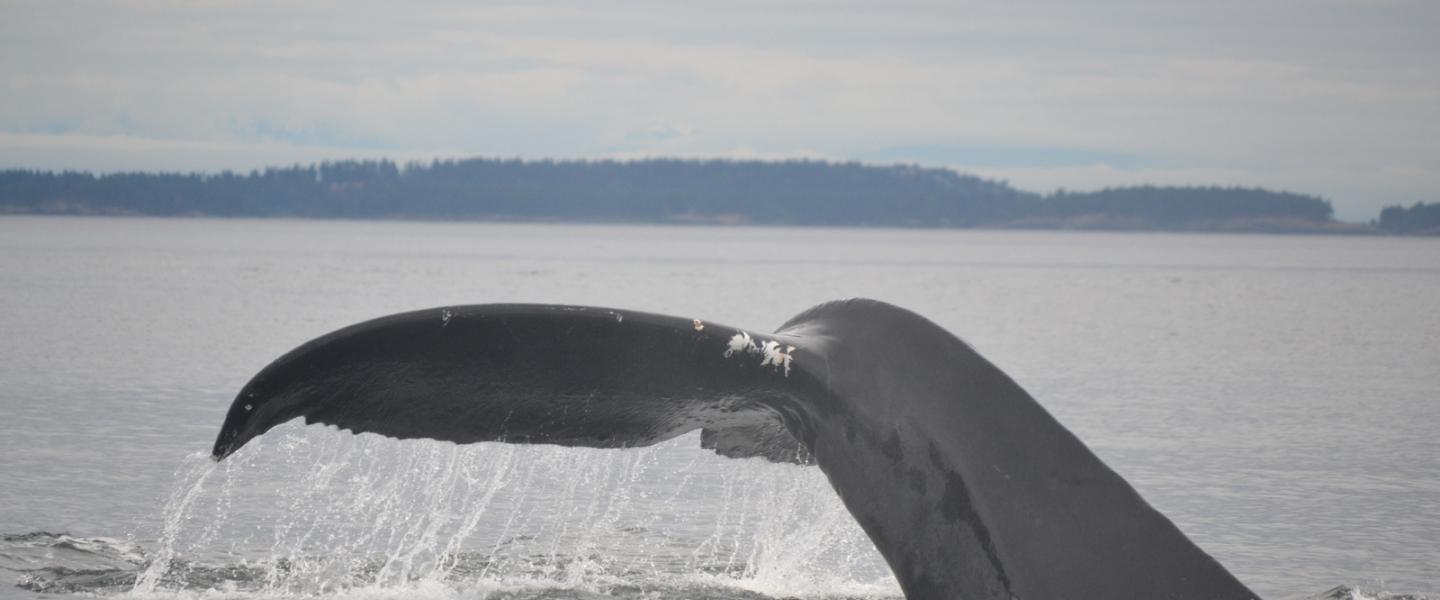 Humpback Whale Humpback Whale