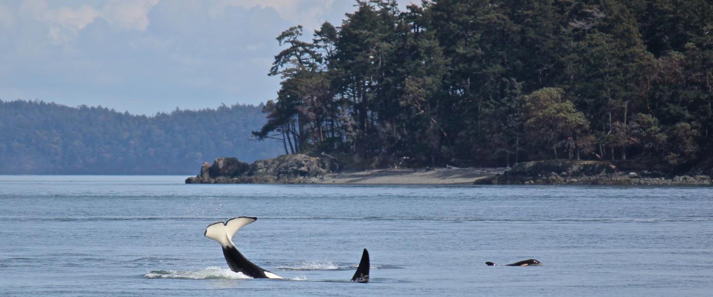 Bigg's Killer Whales! Bigg's Killer Whales!!