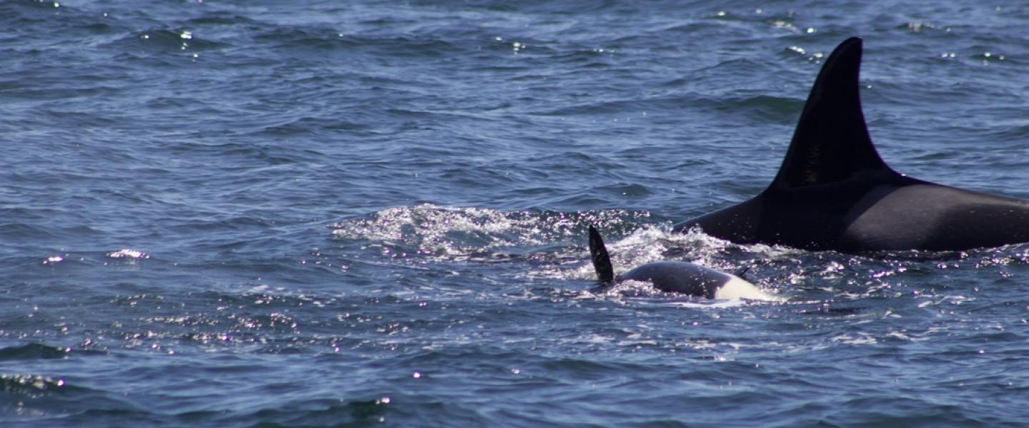 J31 and J56 play off False Bay Southern Resident Orcas