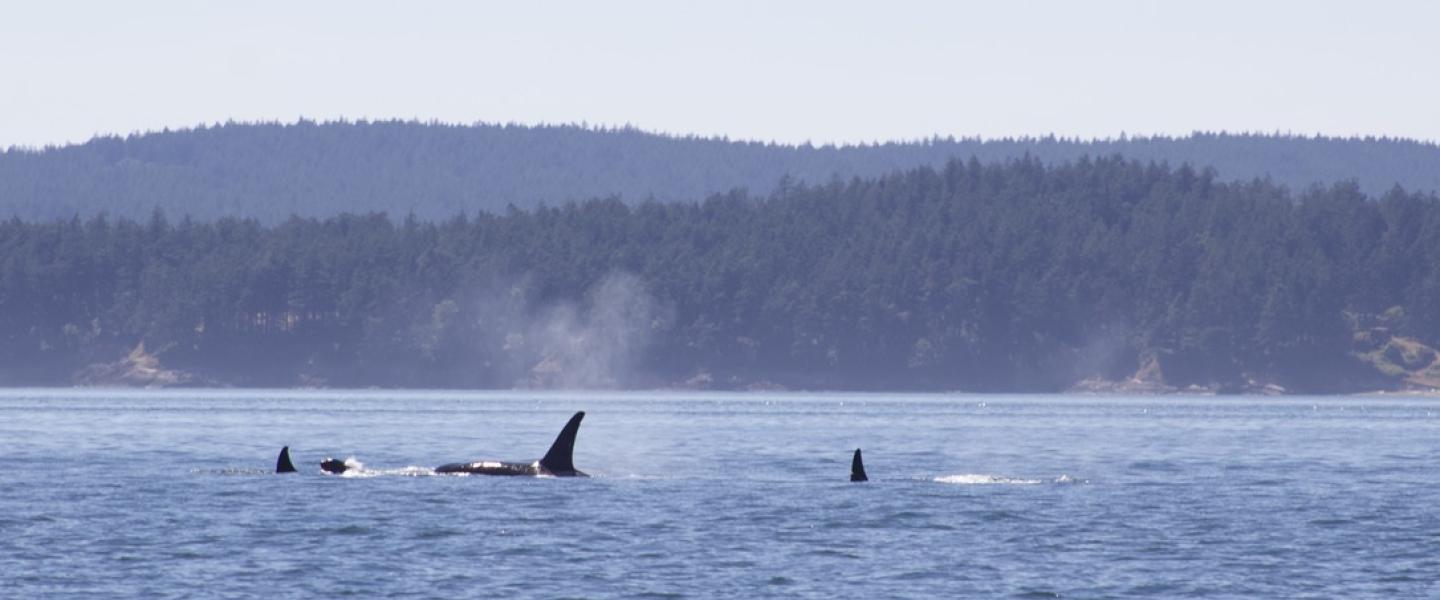 T65A's in Rosario Strait Bigg's Orcas