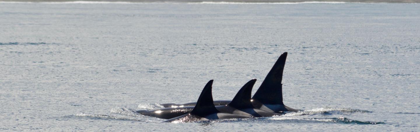 Bigg's killer whales