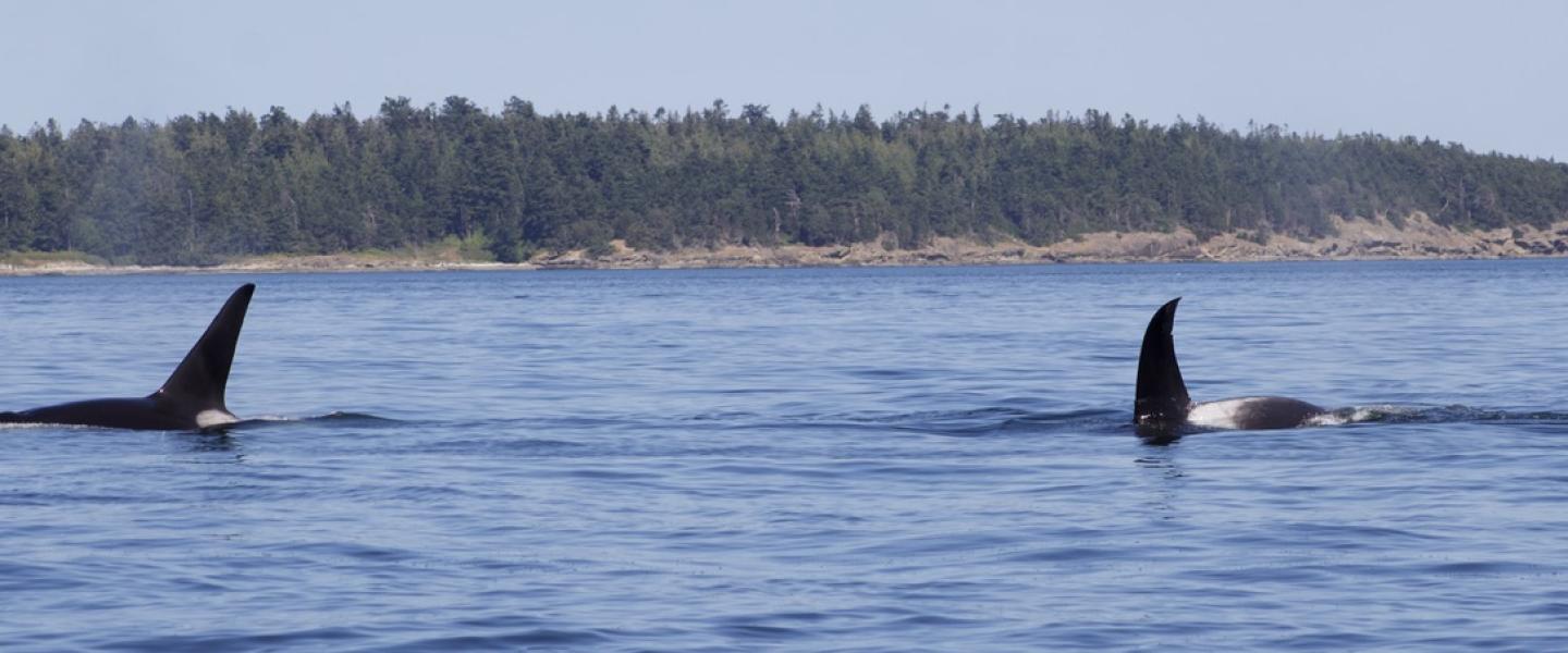 T19B and T19C travel near Patos Island Bigg's Orcas