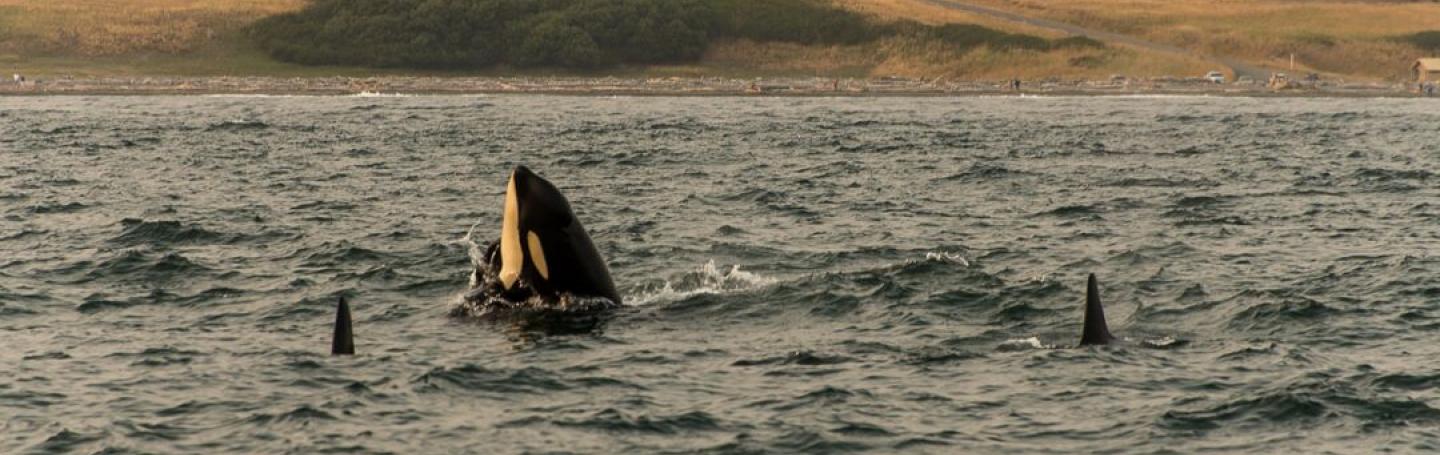 Bigg's Killer Whales near San Juan Island