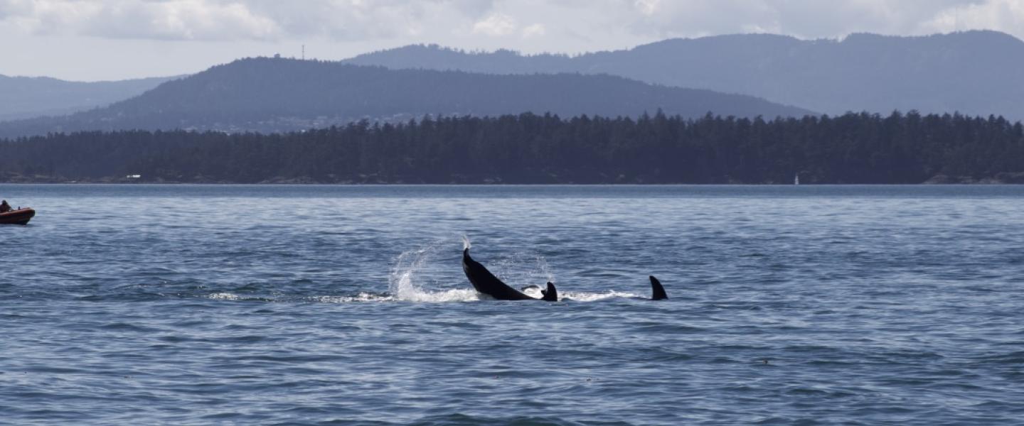 T65A's play near Turn Point Bigg's Orcas