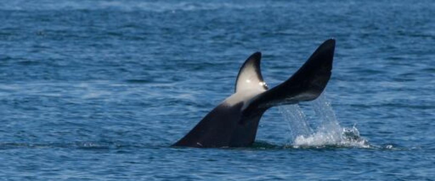 Bigg's Killer Whales Bigg's Killer Whales