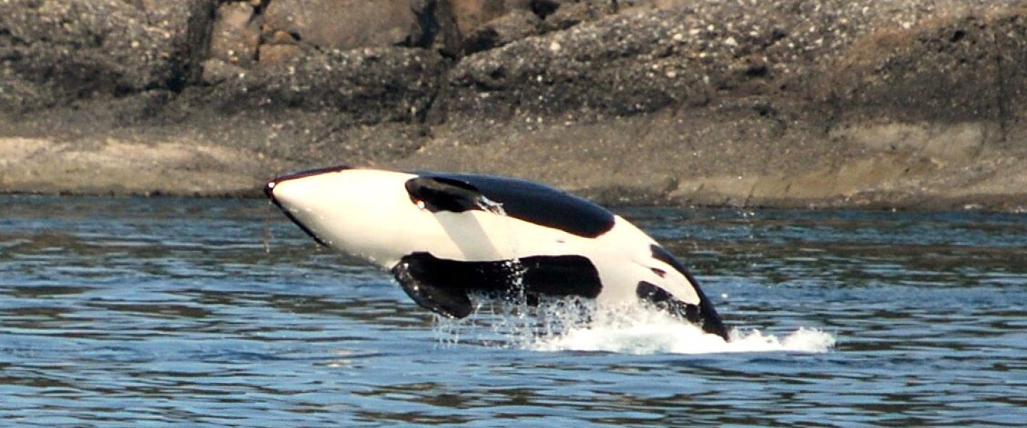 Resident Orcas on West Side of San Juan Island Southern Resident Killer Whales Breaching near San Juan Island