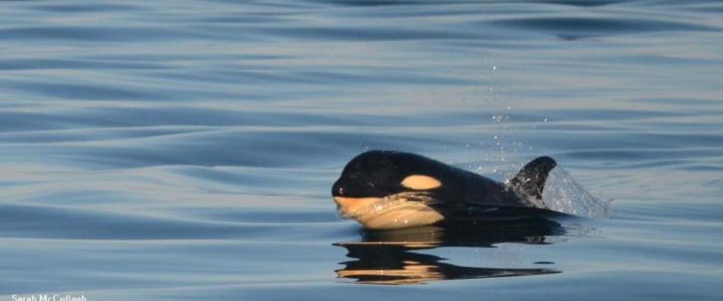 New Calf of Transient Orcas Baby Bigg's Killer Whale