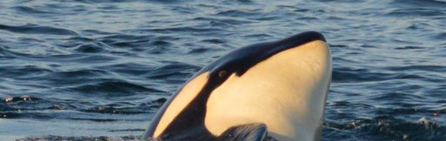 Bigg's Killer Whales Swim Around Southern San Juan Island | San Juan ...