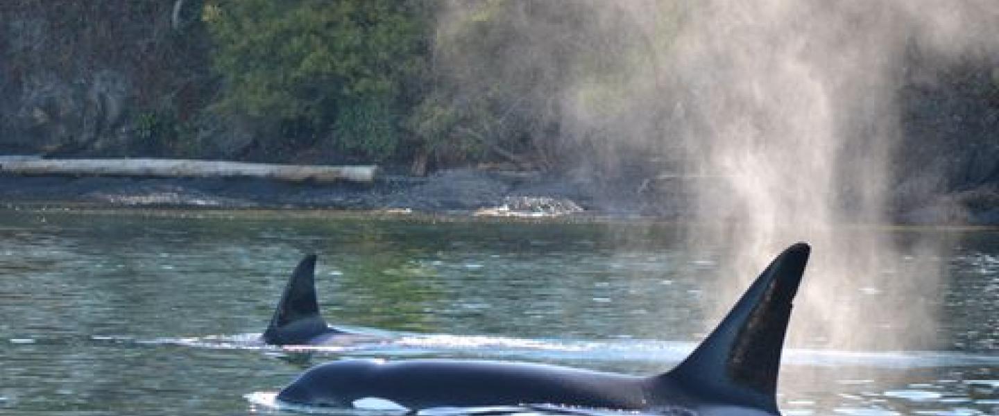 Bigg's Orcas Visit the San Juan Islands Bigg's Killer Whales in the Salish Sea