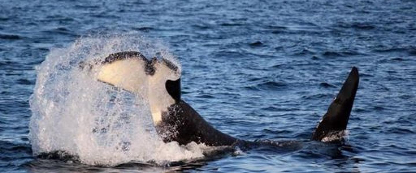 Orcas moving as a family Bigg's Killer Whales playing in the Strait