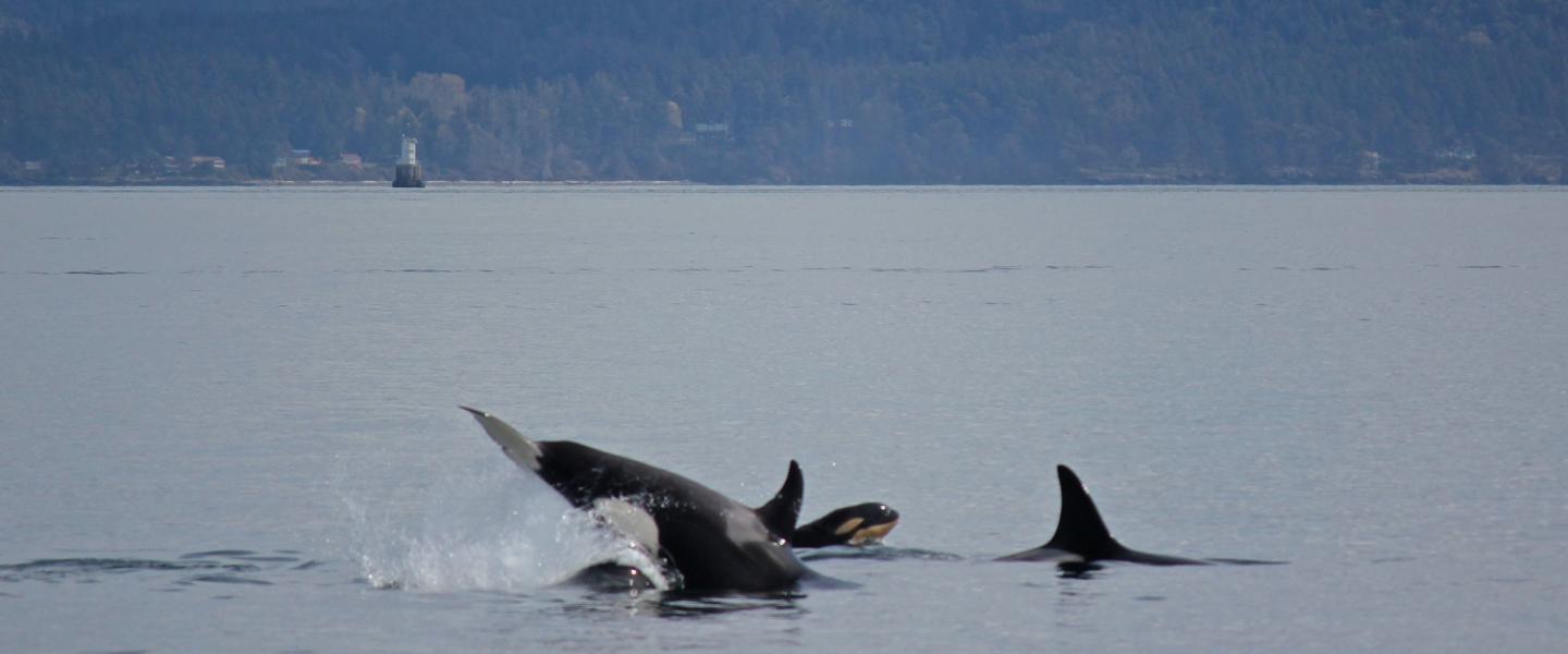 Orcas hunting together Bigg's Killer whales playing