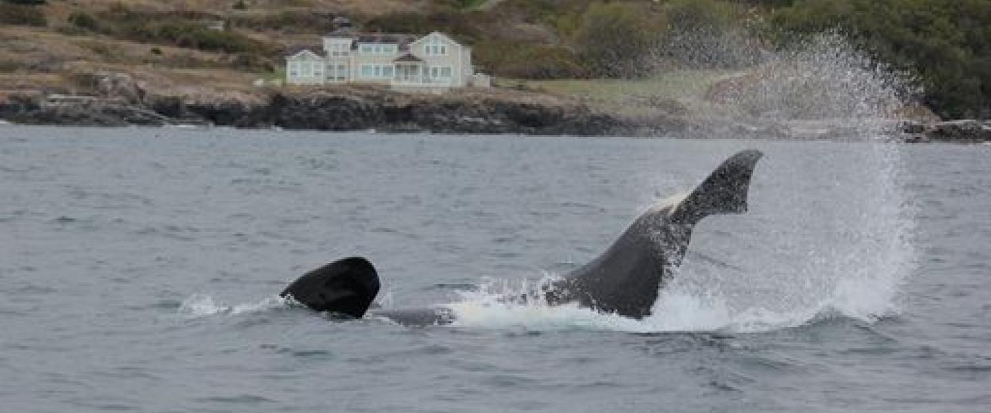 Bigg's Killer Whales in Salish Sea Bigg's Killer Whales playing in Swell