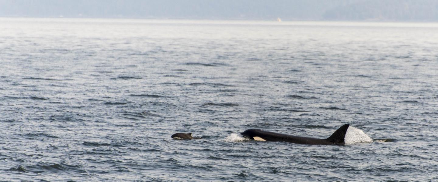 Bigg's Orca hunting Bigg's Orca