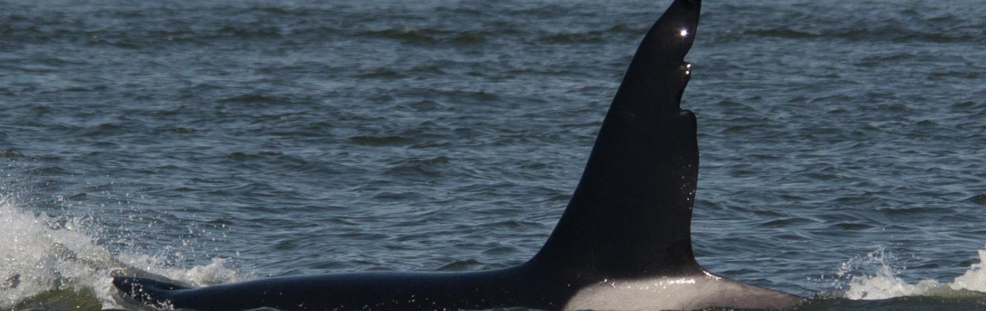 Strait of Georgia 4/28/18 P.C. Sarah McCullagh