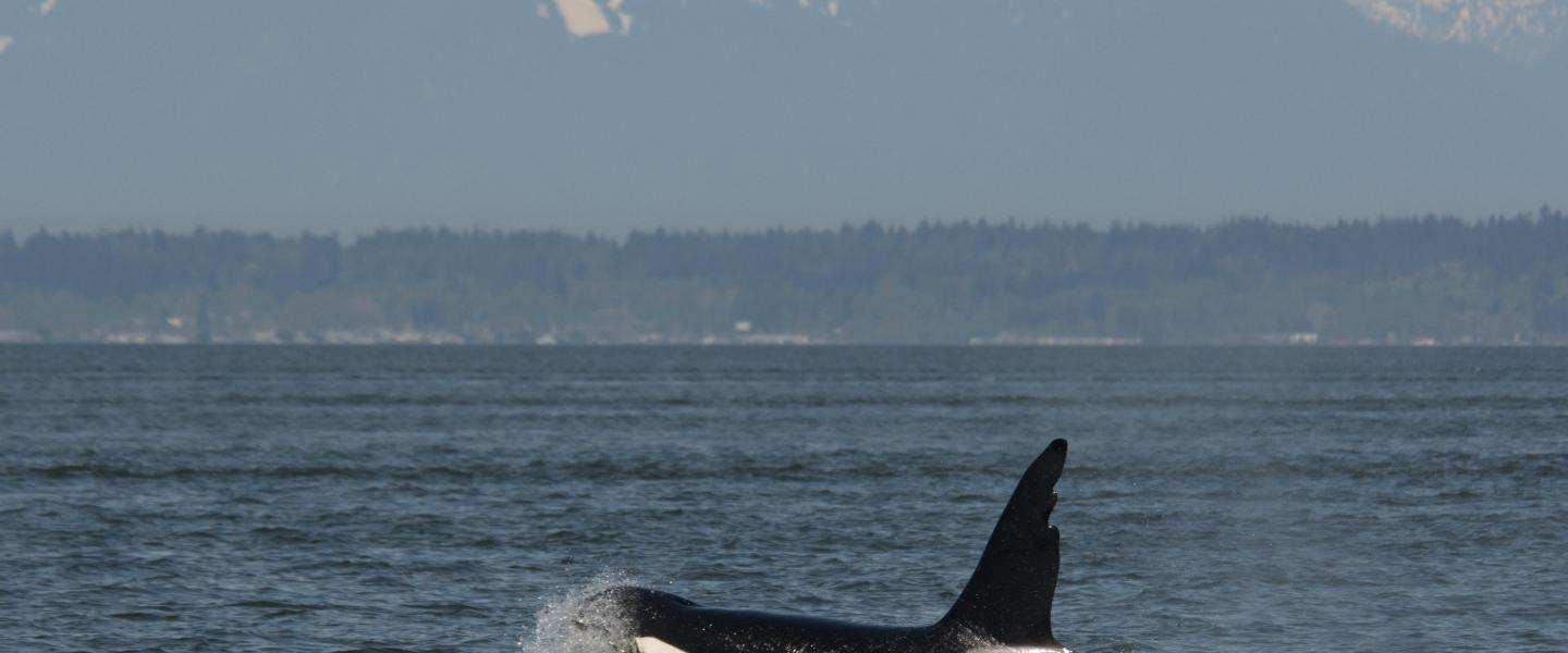 Bigg's Killer Whales Visit the Salish Sea "Chainsaw" in the Salish Sea